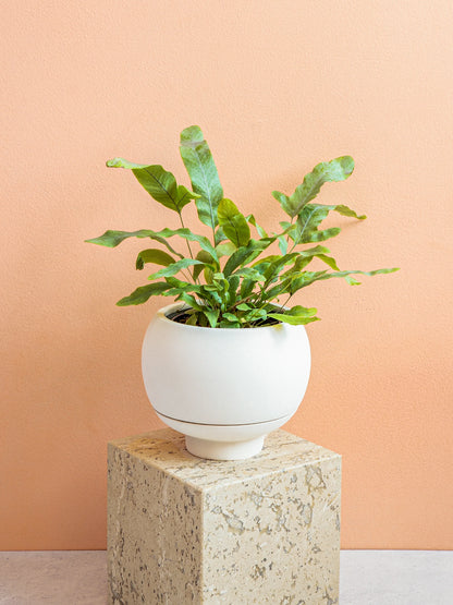 GREENERY UNLIMITED - Sutton 15 Ceramic Self Watering Pot